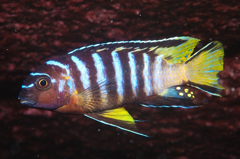 Chindongo sp. 'elongatus masimbwe' Masimbwe Island